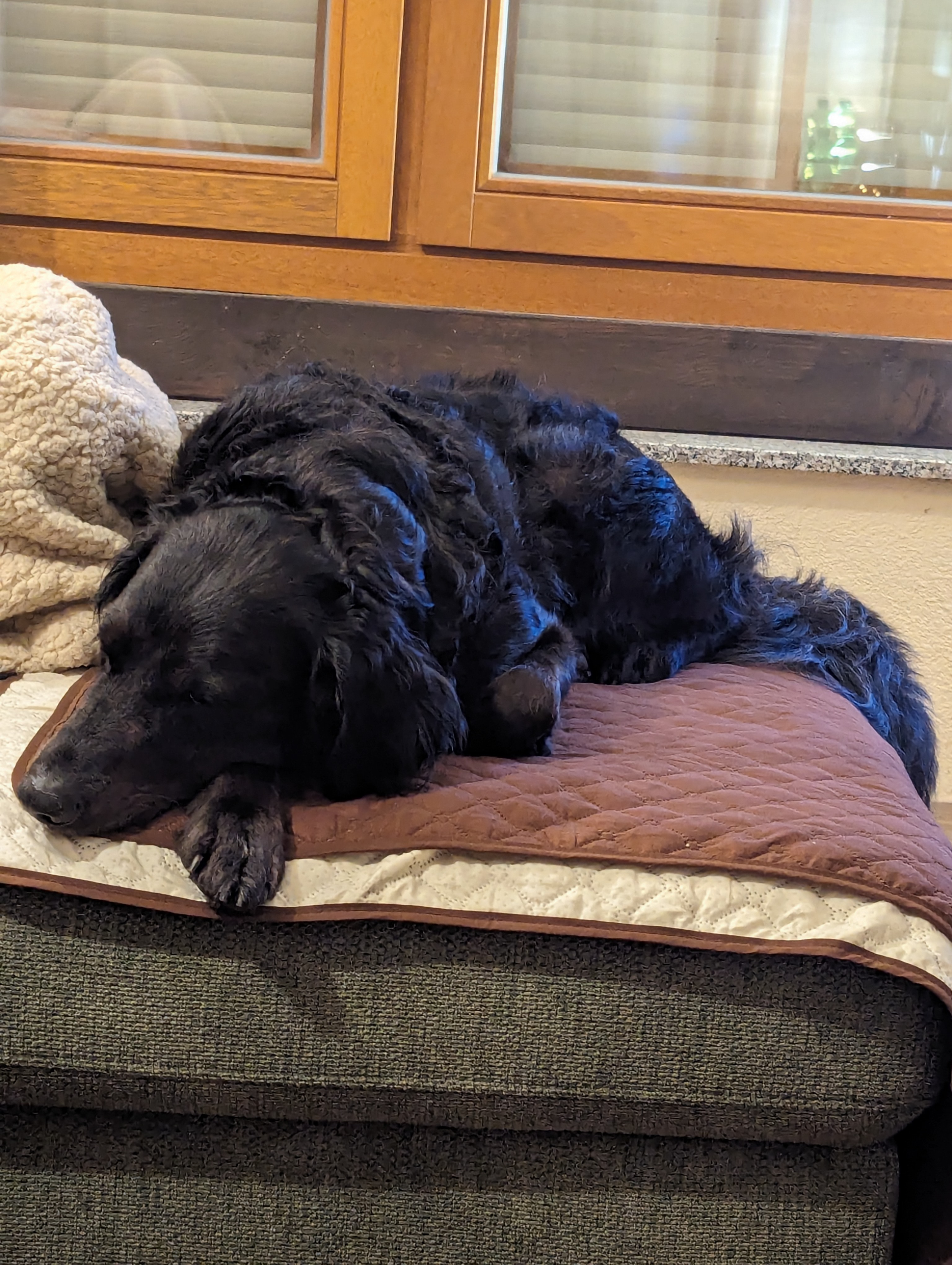 Gemütlich eingekuschelt auf der Couch