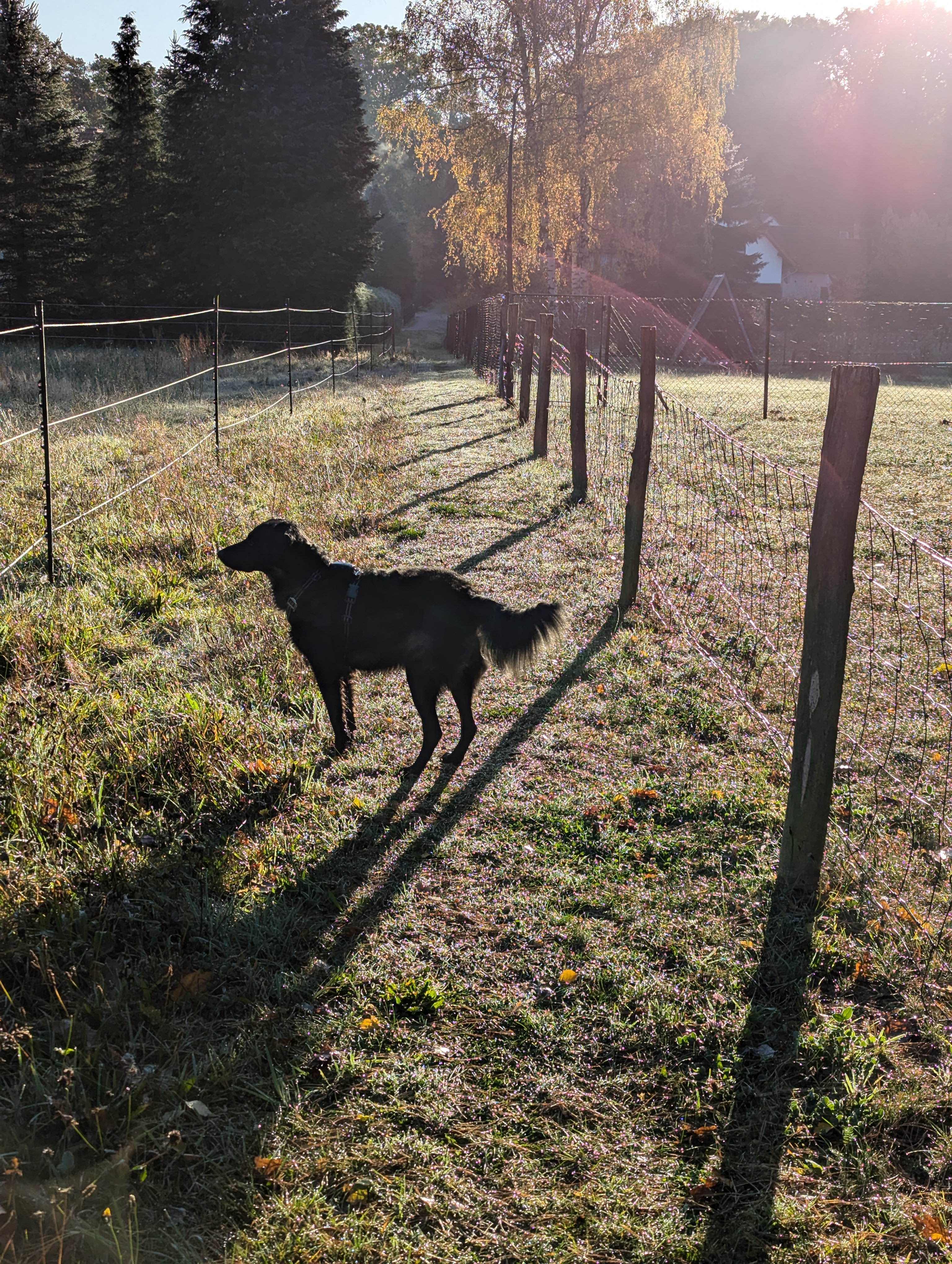 Hund im Morgenlicht auf der Wiese