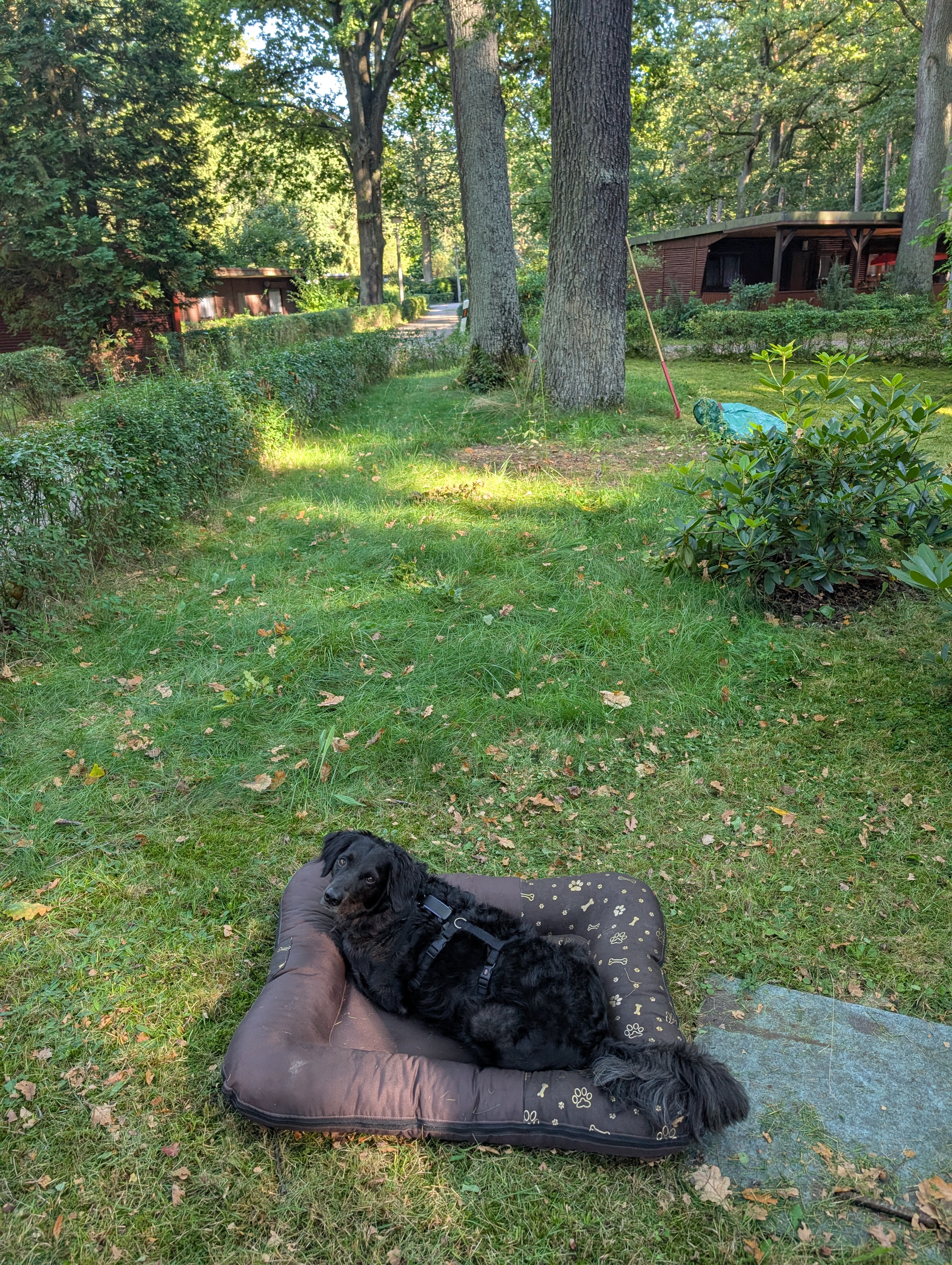 Vierbeiner entspannt im Hundebett vor den Bungalows