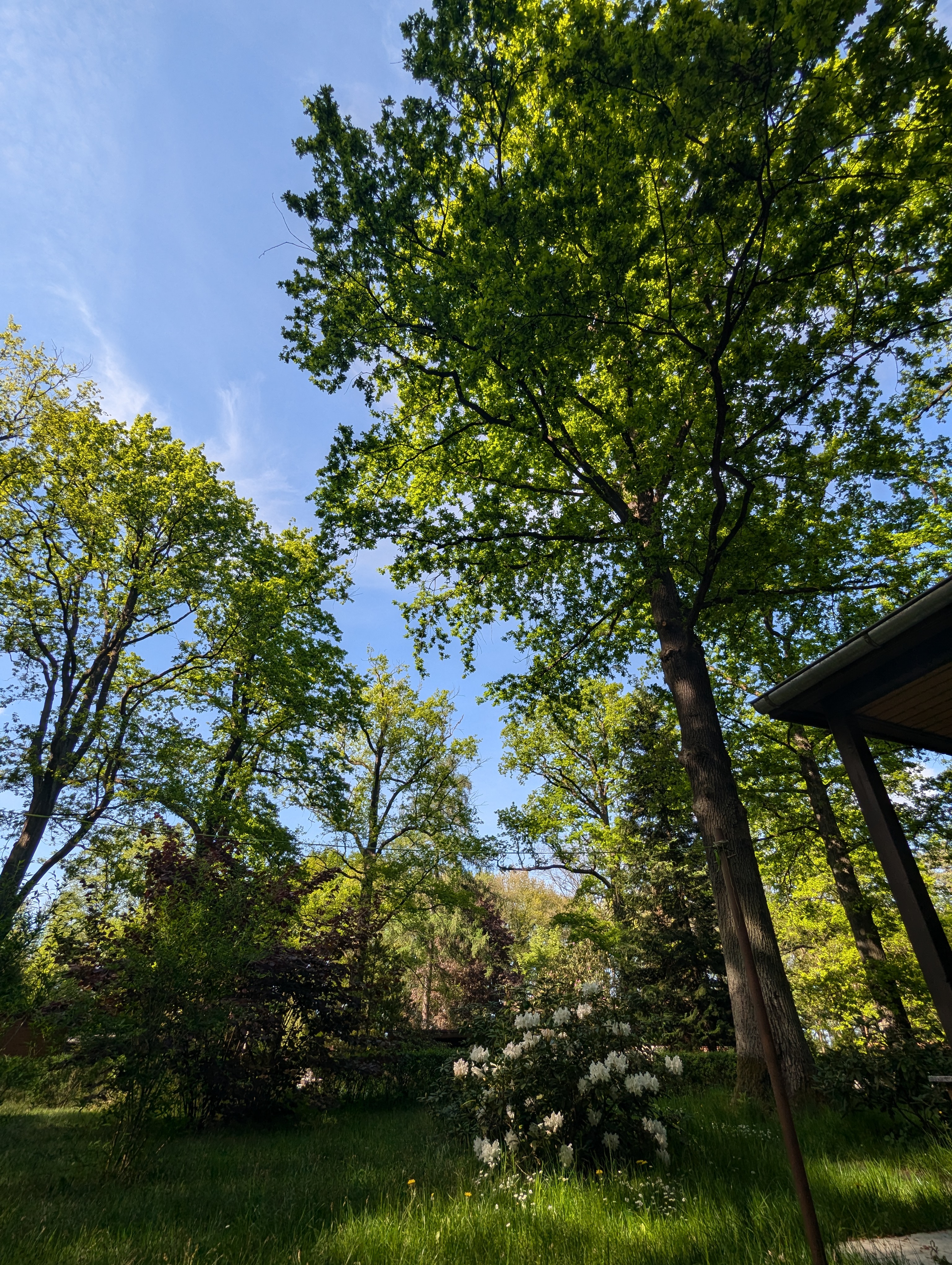 Alte Eichen und Buchen über der Bungalowsiedlung